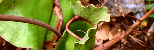 Purple Pitcher Plant Caroline County VA