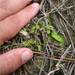 Meadowview Biological Research Station - Joseph Pines Preserve -
             Pseudolycopodiella carolinianum