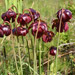 Meadowview Biological Research Station Pitcher Plants