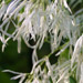 © Meadowview Biological Research Station - Joseph Pines Preserve - fringe tree (<em>Chionanthus-virginicus</em>)