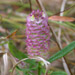 © Meadowview Biological Research Station - Joseph Pines Preserve - milkwort (<em>Polygala cruciata</em>)