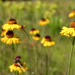 Meadowview Biological Research Station Pitcher Plants Joseph Pines Preserve sneezeweed - Helenium brevifolium