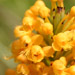 Meadowview Biological Research Station - Joseph Pines Preserve yellow fringed orchid Platanthera cristata