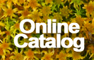 Online Catalog