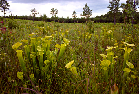 Sarracenia at the Joseph Pines Preserve