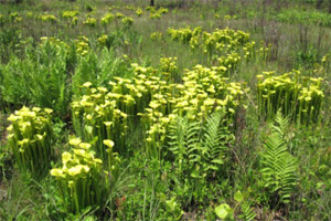 Joseph Pines Preserve Sarracenia