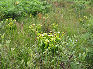 Jospeh Pines Preserve Sarracenia