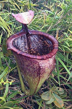 Nepenthes attenboroughii